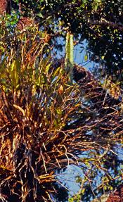 Image result for Monadenium pedunculatum