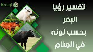 تفسير حلم الاستحمام او التبول امام الناس هذا الحلم تكرر لى رؤيته كثيرا ولكن باوجه مختلفة ولكن مدلوله او معناه يكون واحدا وهو اننى ارى اننى بعمل حمام فى الشارع او ارى نفسى باستحمى فى الشارع وفى تلك الحالتين تكون عورتى مكشوفة وفى حالة الاستحمام باكون. ØªÙØ³ÙŠØ± Ø­Ù„Ù… Ø§Ù„Ø¨Ù‚Ø±Ø© Ù…Ø¹Ù†Ù‰ Ø±Ø¤ÙŠØ© Ø§Ù„Ø¨Ù‚Ø±Ø© ÙÙŠ Ø§Ù„Ù…Ù†Ø§Ù… Ø¨Ø§Ù„ØªÙØµÙŠÙ„ Ø§Ø±Ø¨ Ø­Ø¸