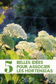 Hortensia 7 Idees Pour L Associer Jardin D Hortensia Hortensias Hortensia