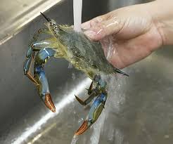 How do you kill blue crabs? How To Prepare Soft Shell Crabs How To Finecooking