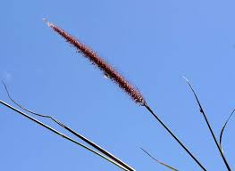 Image result for Cenchrus polystachios