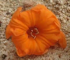 Image result for Cordia subcordata