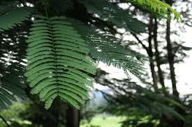 Image result for Parkia