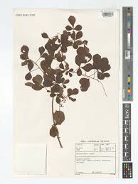 Image result for Searsia rehmanniana