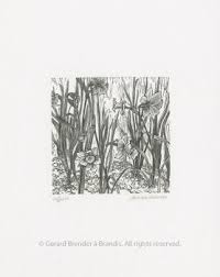 Image result for Pavetta rwandensis