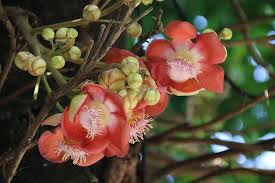 Maybe you would like to learn more about one of these? Flowers India Nature Kerala Plant Growth Beauty In Nature Flowering Plant Close Up Flower Pxfuel