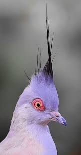Grey Bird With Red Mohawk Born In May Birds Colorful Birds Pretty Birds