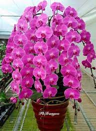 Phaleonopsis Orchid Care Https Www Houseplant411 Com Houseplant Orchids How To Grow Care Beautiful Orchids Unusual Flowers Orchid Flower