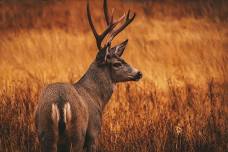 Week 13 Deer Hunt