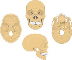 Image result for Sphenoid Bone