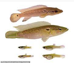 Rainbow Fish Behave Like Bullfighters Study Says Daily Mail Online