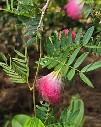 Image result for Calliandra surinamensis