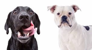 The best way to determine the temperament of a mixed breed is to look up all breeds in the cross and understand that you can get any combination of the characteristics found in either breed. American Bulldog Lab Mix What Happens When Two Different Dogs Combine