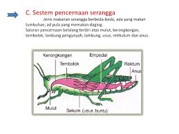 We did not find results for: Urutan Alat Pencernaan Pada Belalang Adalah Brainly Co Id