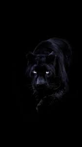 Wallpaper Diewithangels Zwarte Achtergronden Zwarte Panter Grote Katten