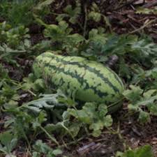Can you plant zucchini and watermelon together. The Facts Of Life About Melons And Squash Garden Org