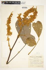 Image result for Kotschya africana