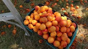 But i enjoy the process, and i certainly enjoy this year, i am determined not to let rain ruin my apricot crop a second year in a row. Harvesting Apricots Huge Haul For Preserving In The Freezer Youtube