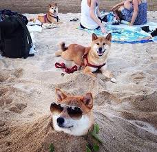 doge went 2 beach with shibepak 2 day much tan very relax cate can t pull off doge bans 可愛いワンちゃん おもしろワンちゃん おかしな動物