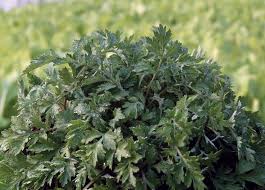 Image result for Artemisia sp.no.1