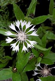 Image result for Centaurea praecox