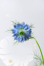 Good cut flower, fresh or dried seedpod. Here Are The Names Of The Season S Trendiest Flowers Via Mydomaine Summer Flower Bouquet Flowers Botanical Flowers