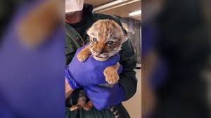 We offer fast food, snacks, drinks & indoor/outdoor picnic areas! One Endangered Tiger Cub Remains After Second Cub Dies At Toronto Zoo Cp24 Com