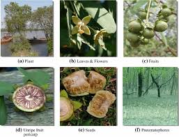 Image result for Sonneratia