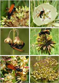 Image result for Satyrium orbiculare