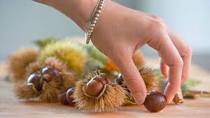 Die ganz frühen speisepilze sind zwar nicht so aromatisch und verfügen über weniger nährstoffe, doch sind sie essbar und durchaus auch schmackhaft. Maroni Schalen Mit Diesen Tricks Lassen Sich Esskastanien Gut Schalen Bayern 1 Radio Br De