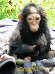 Pin Von Pan African Sanctuary Alliance Auf Primates Affen Baby Tiere Affen