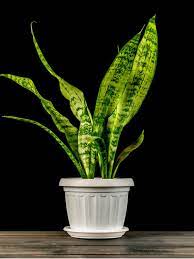 Its clusters of leaves form a cluster resembling a bird's nest. Care Of Snake Plants Information On Growing Snake Plant