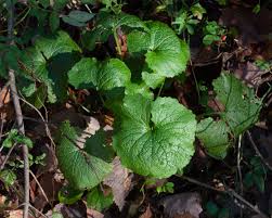 Image result for Setaria petiolata