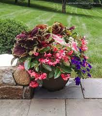 Summer Container Garden With Coleus Dragon Wing Begonias Caladium And Wave Petunias Container Plants Planter Design Container Gardening