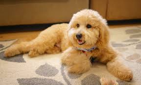 Love your dog's life™ · 100% made in the usa · holistic & all natural Mini Goldendoodle Temperament Mini Goldendoodle