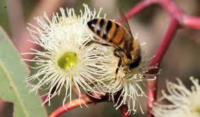 Red cap gum tree arizona. What Is Eucalyptus Honey How Is It Produced Benefits