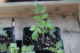 Falls sie tomaten direkt im freiland aussäen, ist eine pikierung natürlich nicht wann sich die tomaten vereinzeln lassen, ist abhängig vom zeitpunkt der aussaat. Tomaten Pikieren Wann Und Wie Anleitung In 5 Schritten Tomaten De