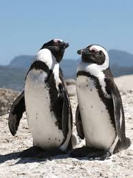 South Africa Business Directory Companies In South Africa Penguins Cute Penguins African Penguin