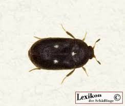 Diese käfer können zu einem echten problem werden. Kugelkafer Bekampfen Lexikon Der Schadlinge