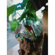 Aquarium Unik Akar Kayu Size 15cm Asli Bali Glasswood Perabotan Rumah Di Carousell