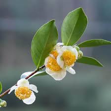 Image result for Camellia sinensis
