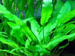 Image result for Aponogeton abyssinicus