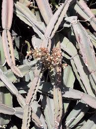 Image result for Cissus quadrangularis