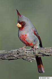 Image result for Pyralis cardinalis