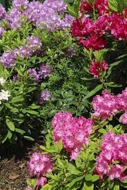 Pin On Landscaping Gardening