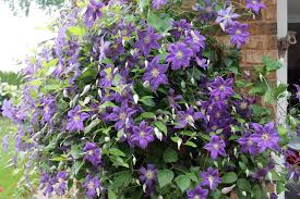 Pruning the dense tangle of stems opens the remaining shoots to air and light which encourages healthy growth and reduces the incidence of rot and disease. Why Won T My Clematis Vine Bloom Gardening Q A With George Weigel Pennlive Com