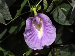 Image result for Clitoria