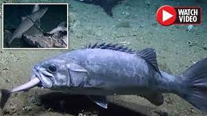 Shark Swallowed Whole By Monster Fish 1 500ft Below Ocean Surface In Amazing Video Daily Star