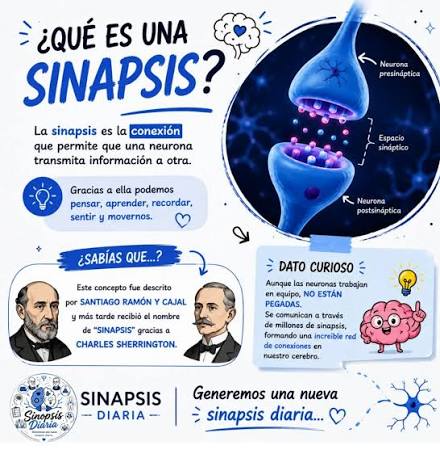 Un momento fundamental en la neurociencia: la formación de una conexión  sináptica entre dos neuronas. Este instante crítico, cuando las neuronas se  enlazan, es clave para entender cómo nuestro cerebro adquiere nuevos