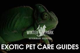 Above on google maps you will find all the places for request exotic pet stores near me. Reptile Gut Loading Winter Park Veterinary Hospital